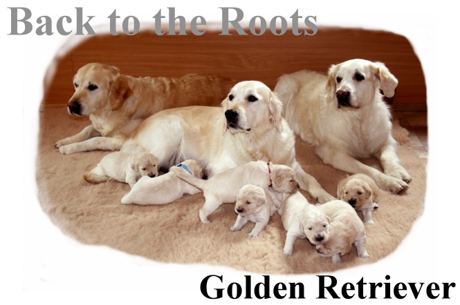 Golden Retriever - Back to the Roots